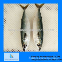 frozen mackerel fish(size:300-500)